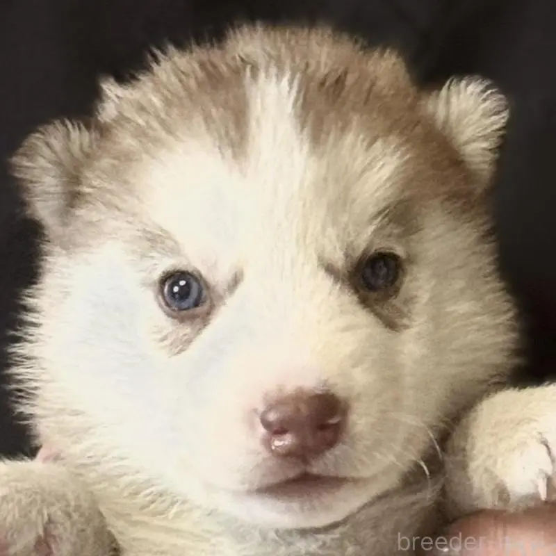 販売中の徳島県のシベリアンハスキー-456197