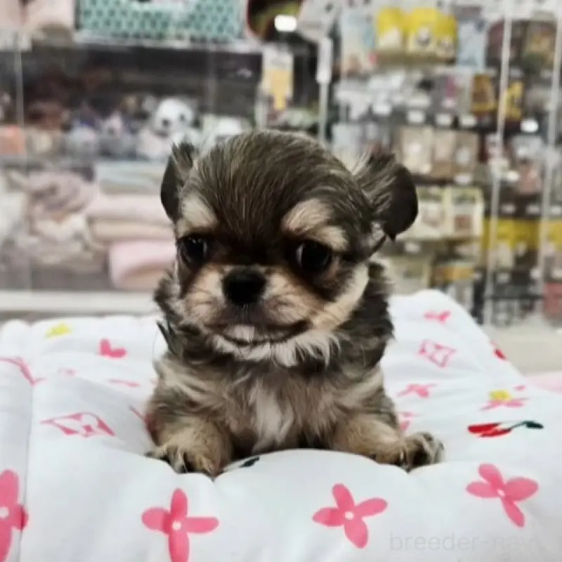 販売中の東京都のチワワ(ロングコート)-456198