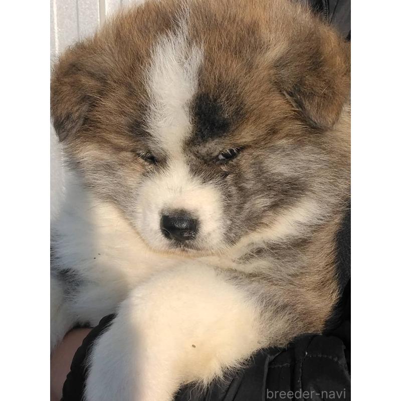 販売中の福岡県の秋田犬-456213