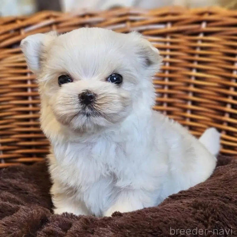 販売中の岐阜県のマルチーズ-456238