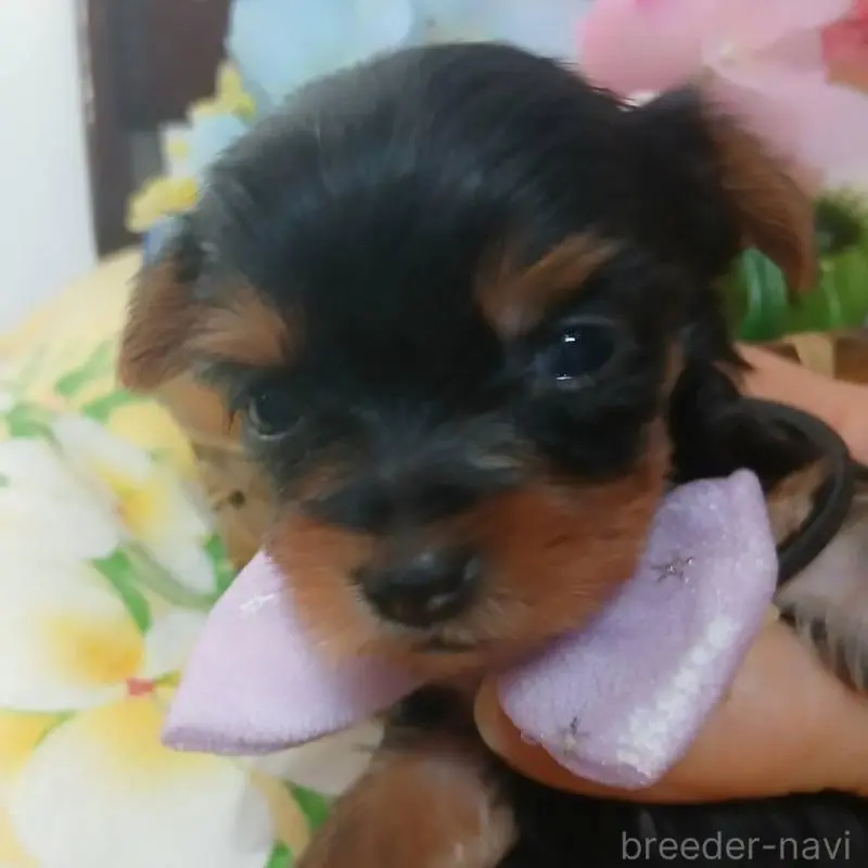 販売中の京都府のヨークシャーテリア-456252