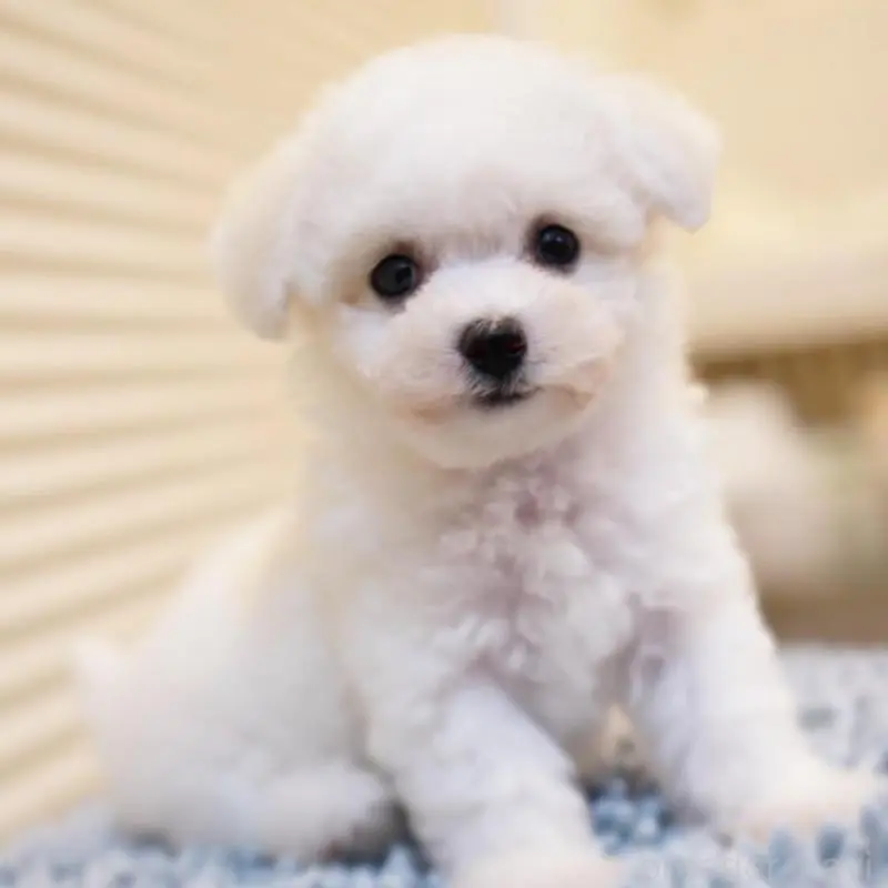 販売中の三重県のビションフリーゼ-456267