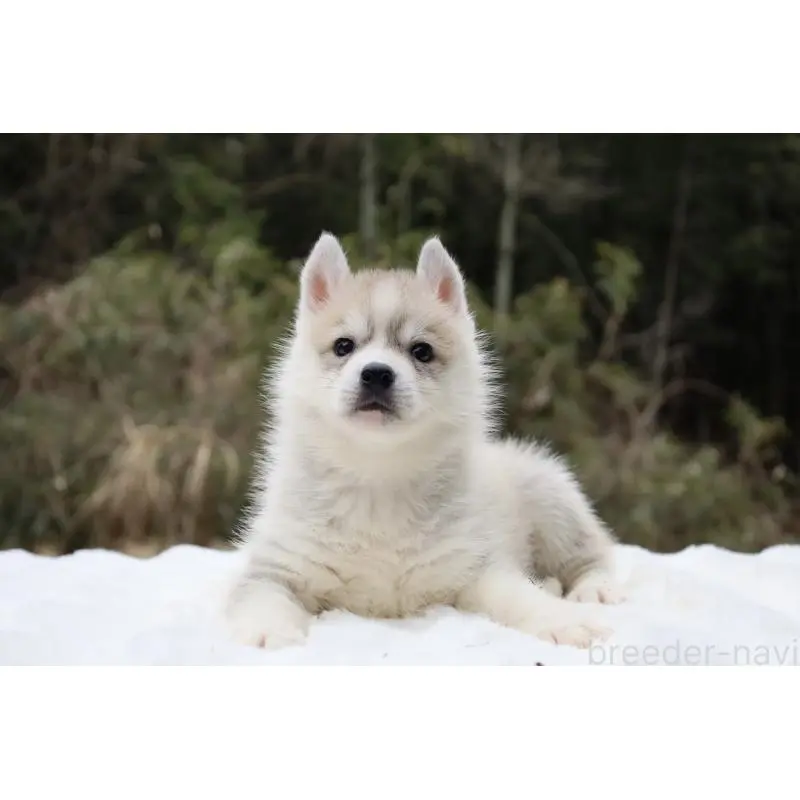 販売中の栃木県のシベリアンハスキー-456281