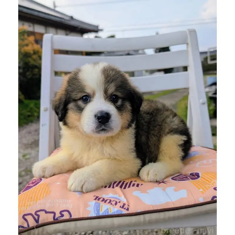 販売中の宮崎県のミックス犬-456286