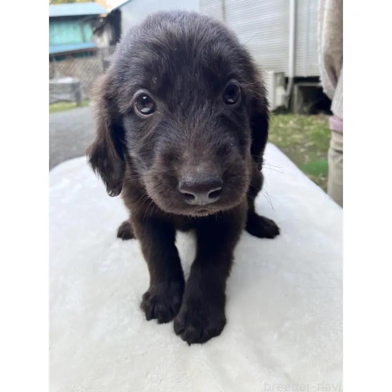 販売中の静岡県のフラットコーテッドレトリーバー-456290