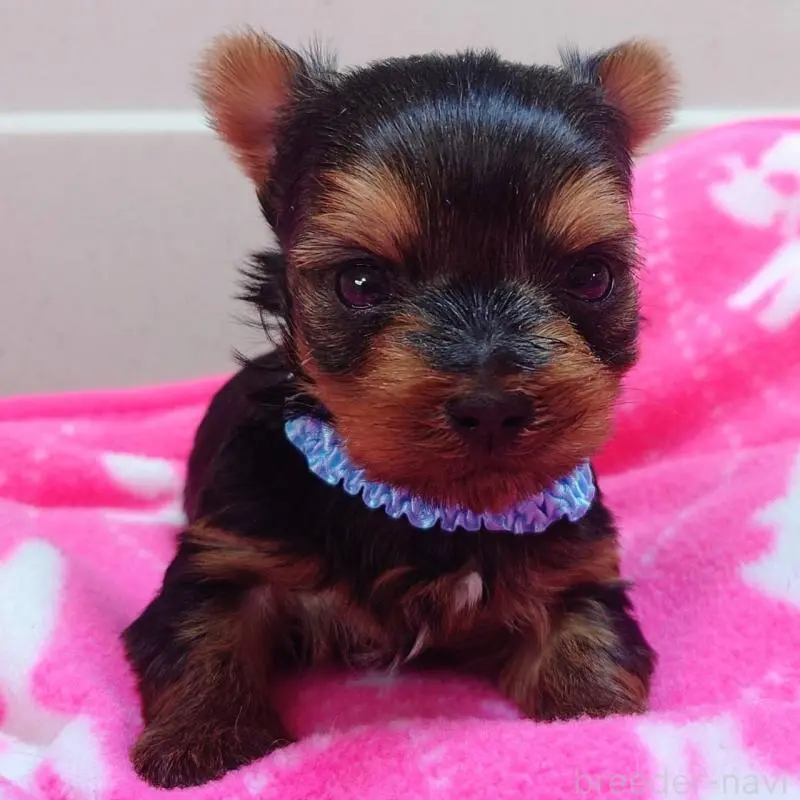 販売中の山口県のヨークシャーテリア-456291