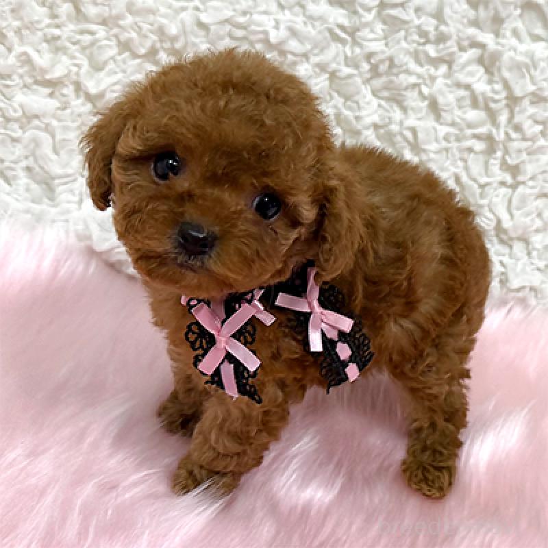 販売中の岡山県のティーカッププードル-453008