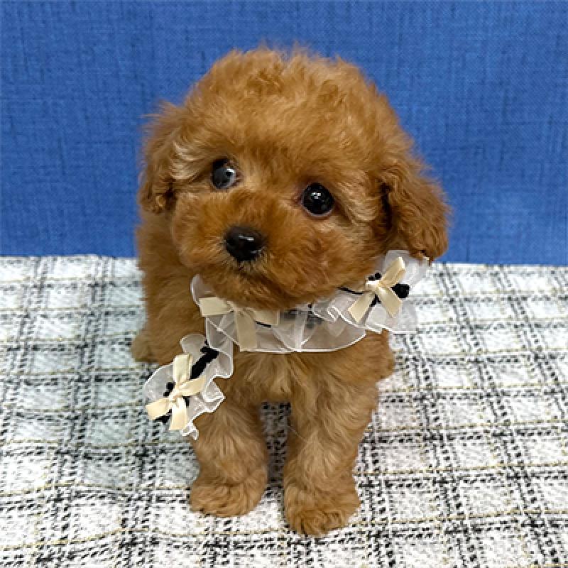 販売中の岡山県のタイニープードル-453020