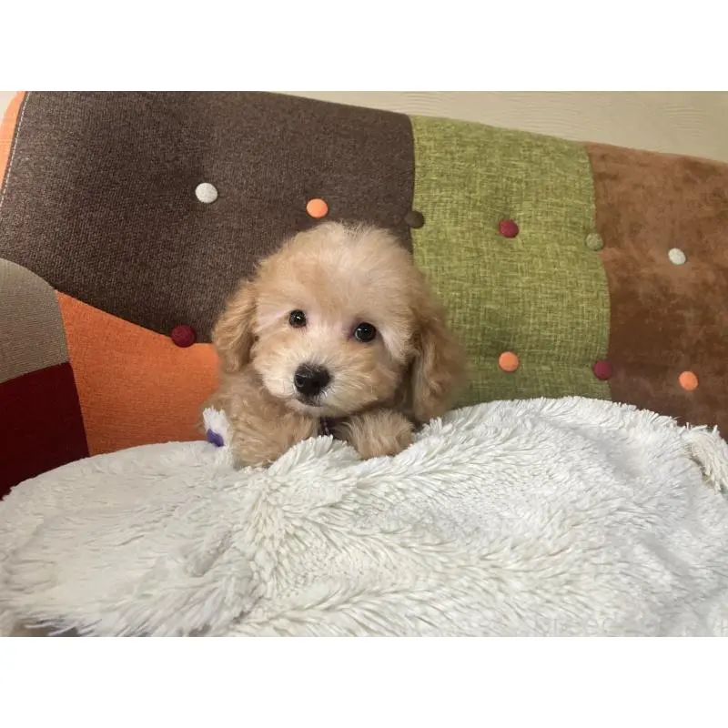 販売中の福岡県のタイニープードル-456312