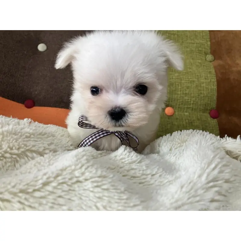 販売中の福岡県のマルチーズ-456321