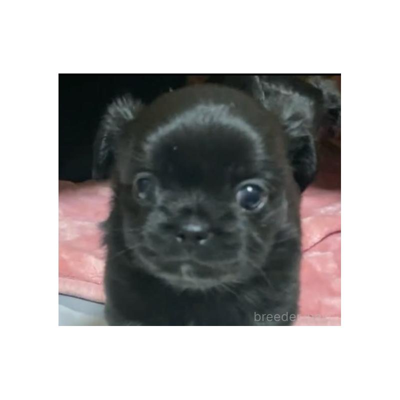 販売中の静岡県のチワプー:チワワ×トイプードル-454852