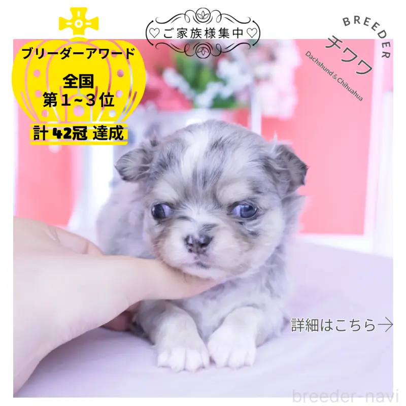 販売中の愛知県のチワワ(ロングコート)-456337