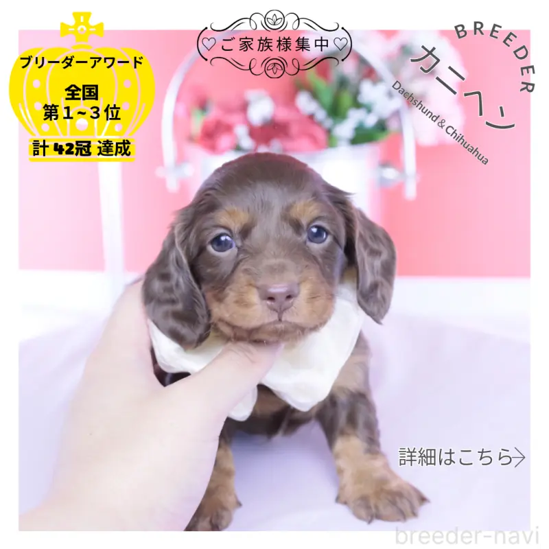 販売中の愛知県のカニンヘンダックスフンド(ロングヘアード)-456339