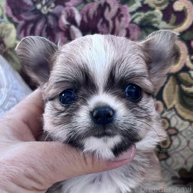 販売中の山口県のチワワ(ロングコート)-456148