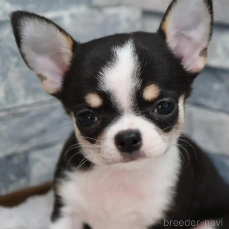 販売中の愛知県のチワワ(スムースコート)-456150