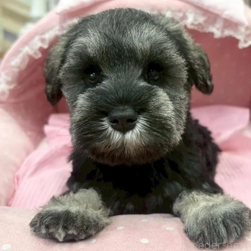 販売中の大阪府のミニチュアシュナウザー-456151