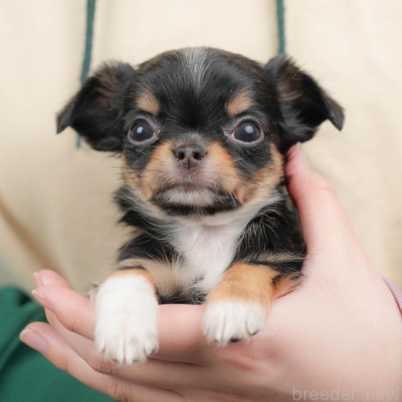 販売中の群馬県のチワワ(ロングコート)-456394