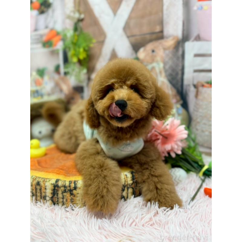 販売中の山形県のトイプードル-440265