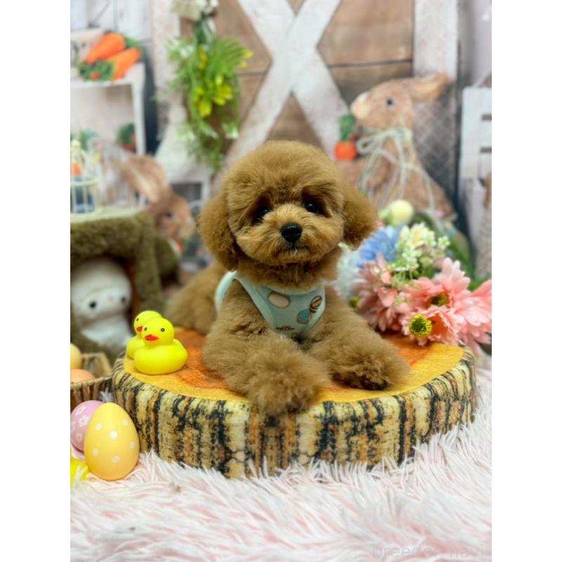 販売中の山形県のトイプードル-440284