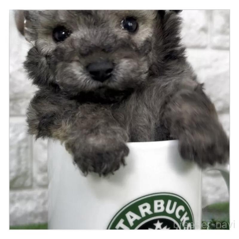 販売中の埼玉県のビションプー:ビションフリーゼ×トイプードル-456426