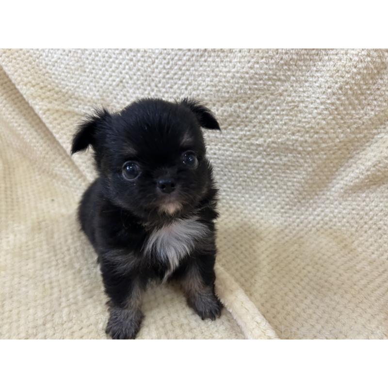 販売中の福岡県のチワワ(ロングコート)-456437