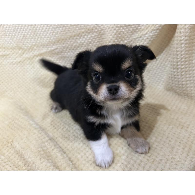 販売中の福岡県のチワワ(ロングコート)-456443