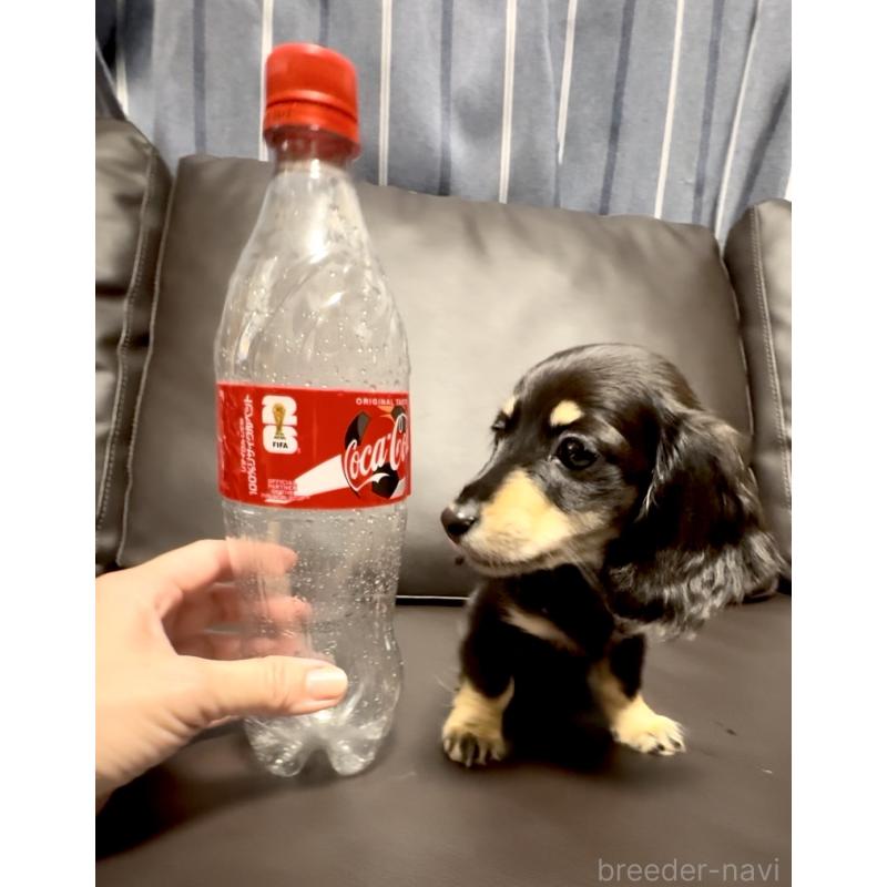 販売中の奈良県のミニチュアダックスフンド(ロングヘアード)-456365