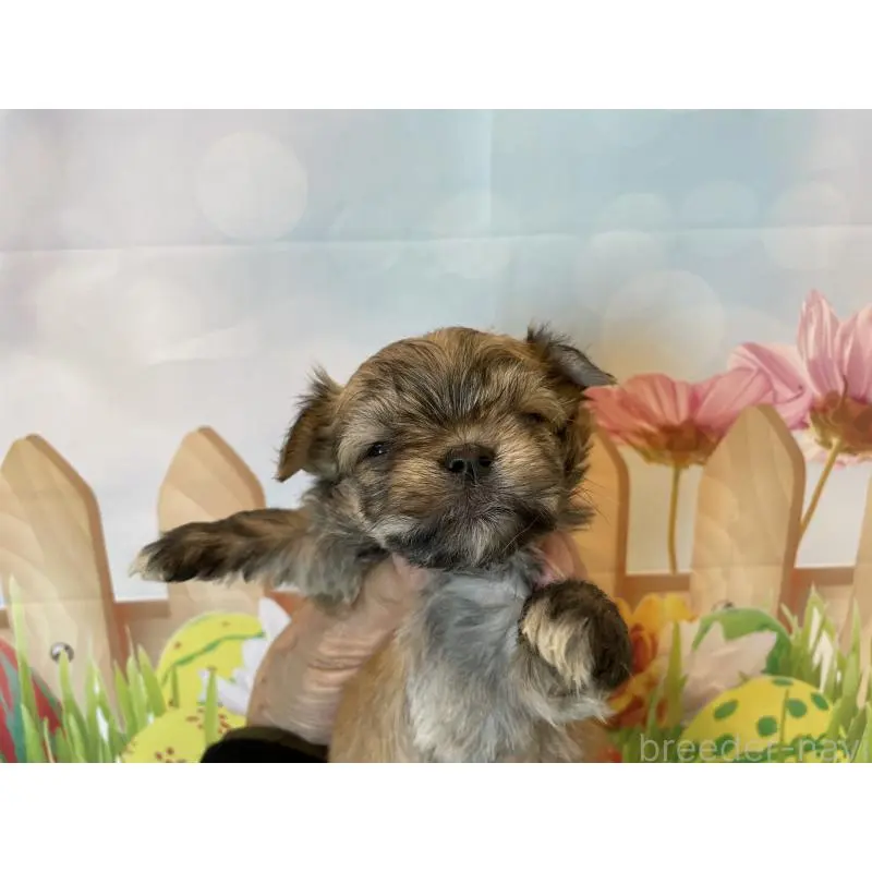 販売中の北海道のミックス犬-456456