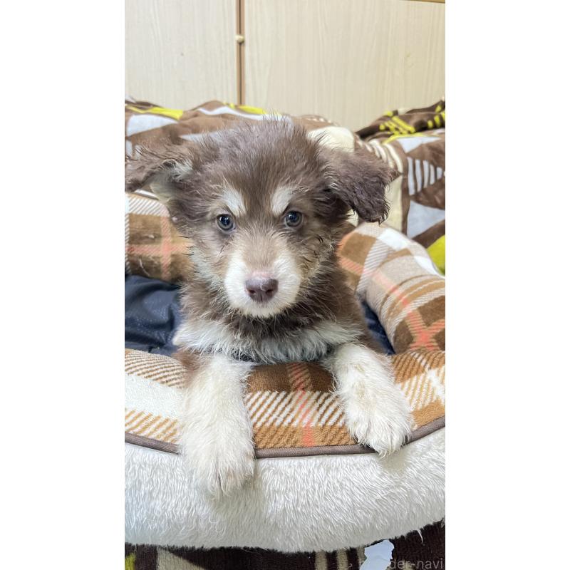 販売中の大分県のミックス犬-456465