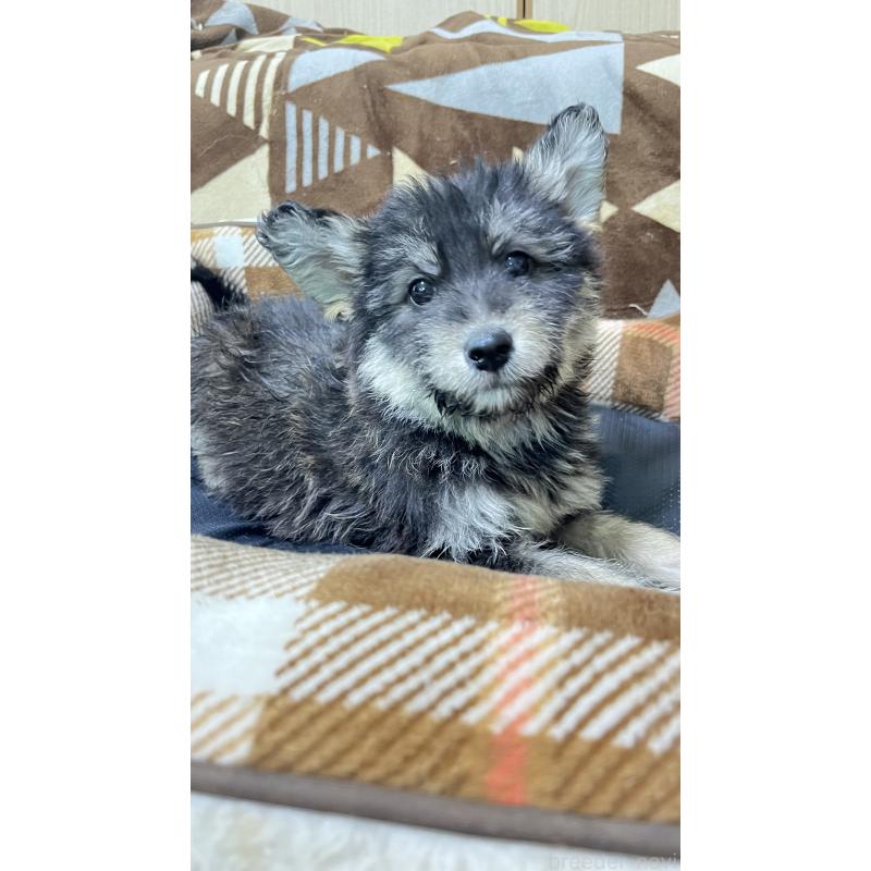 販売中の大分県のミックス犬-456467