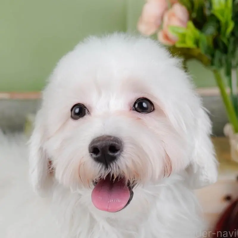 販売中の神奈川県のマルプー:マルチーズ×トイプードル-456492