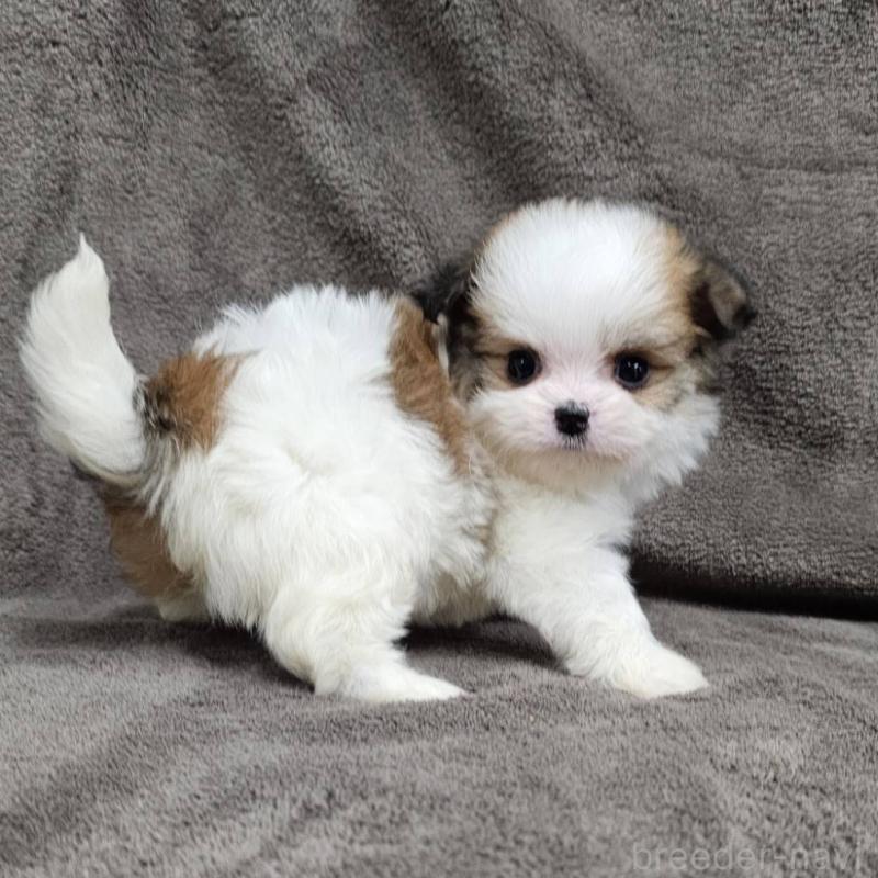 販売中の埼玉県のチワマル:チワワ×マルチーズ-456491