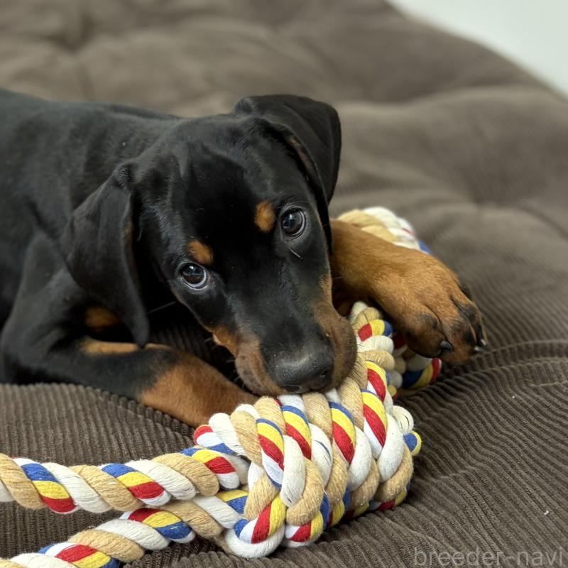 販売中の岩手県のドーベルマン-444042