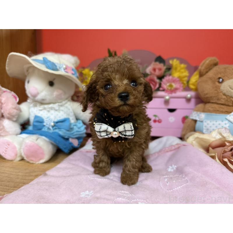 販売中の福岡県のティーカッププードル-456511