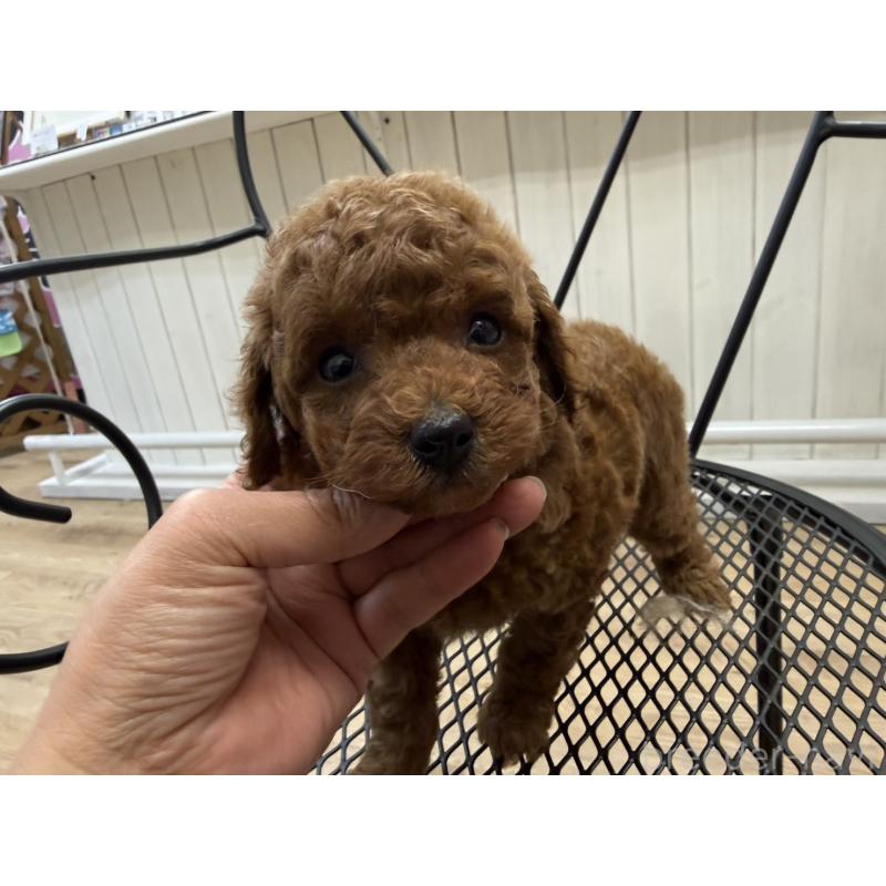 販売中の福岡県のタイニープードル-456513