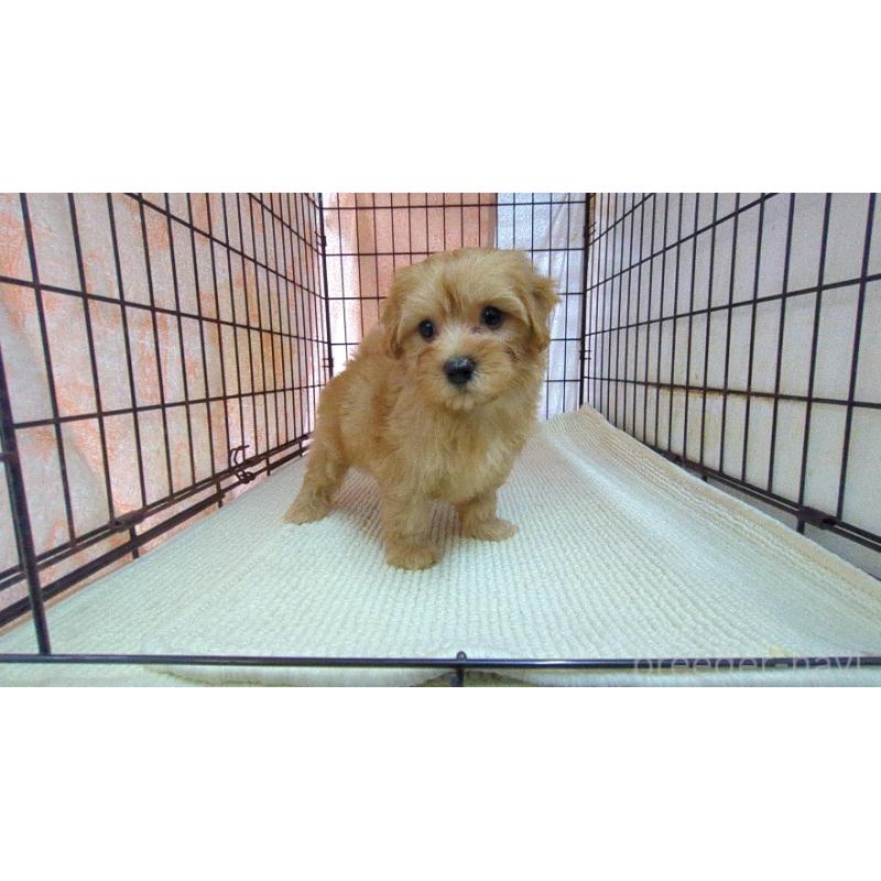 販売中の茨城県のマルプー:マルチーズ×トイプードル-456544