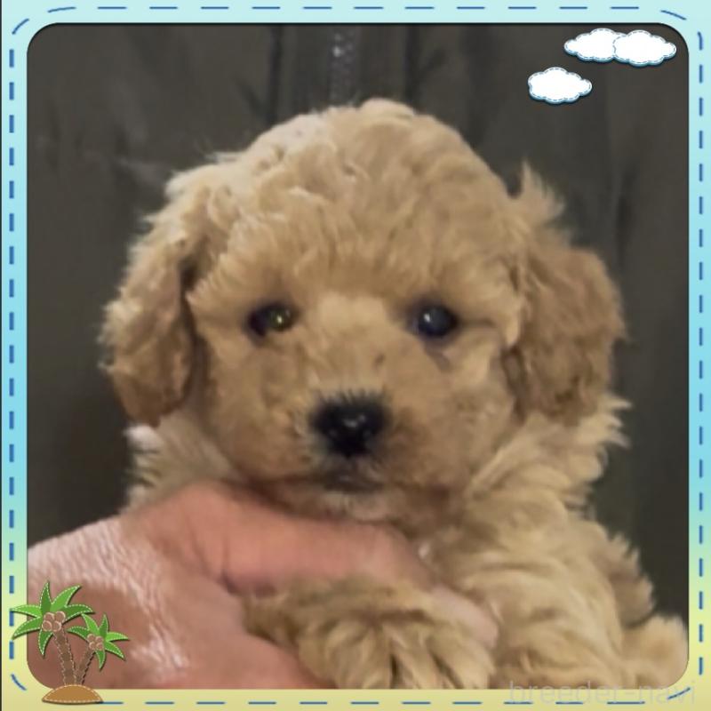 販売中の兵庫県のタイニープードル-455585