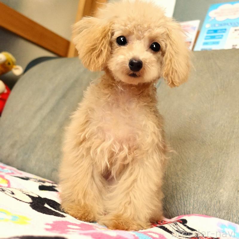 販売中の熊本県のマルプー:マルチーズ×トイプードル-456570