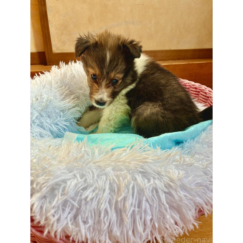 販売中の静岡県のシェットランドシープドッグ(シェルティ)-456163