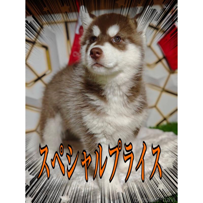 販売中の静岡県のシベリアンハスキー-455788