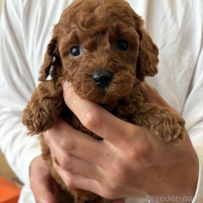 販売中の群馬県のミニチュアプードル-456724