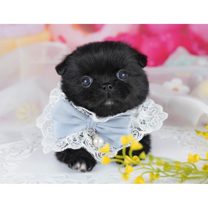 販売中の千葉県のミックス犬-456832