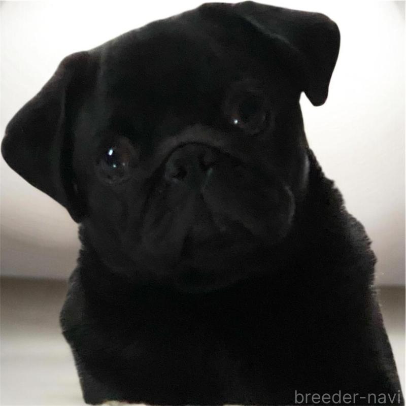 販売中の福井県のパグ-440118