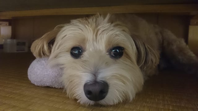 秋田県でミックス犬の子犬を探す ブリーダーナビ